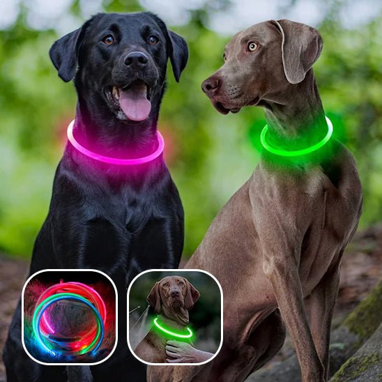 Collier pour Chien - Sécuritaire - Pitou a Tout