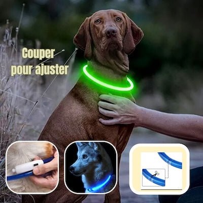 Collier pour Chien - Sécuritaire - Pitou a Tout