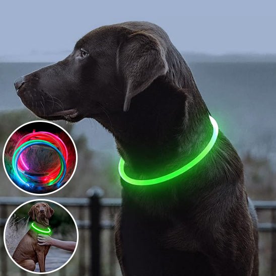 Collier pour Chien - Sécuritaire - Pitou a Tout