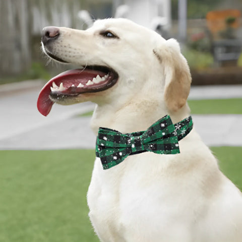 collier-pour-chien-vert