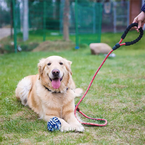 golden retriever couche dans le parc pres de sa balle avec sa longe pour chien 