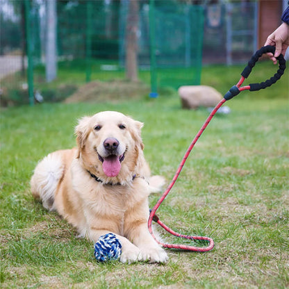 golden retriever couche dans le parc pres de sa balle avec sa longe pour chien 