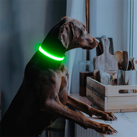grand chien brun attend son maitre avec son collier lumineux chien vert