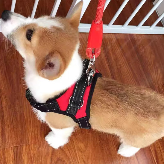 petit-welsh-corgi-dans-son-petit-harnais-chien-rouge