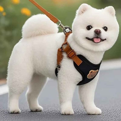 petit chien avec son harnais avec laisse integre couleur noir