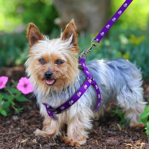 harnais-avec-laisse-integree-pattes-douces-violet