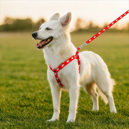 harnais-avec-laisse-integree-promenade-en-campagne