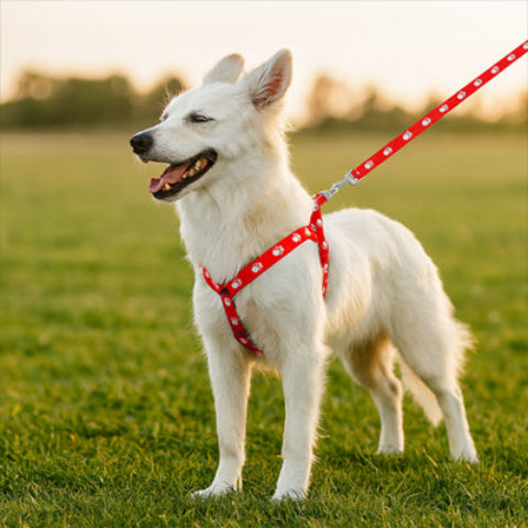 harnais-avec-laisse-integree-promenade-en-campagne