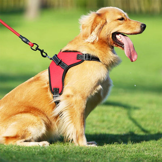 grand-golden-en-balade-dans-la-foret-avec-son-harnais-chien