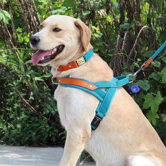 labrador-dans-une-balade-avec-don-harnais-chien-anti-traction-bleu