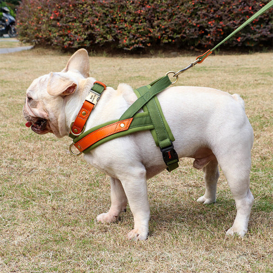 bouledogue francais blanc dans un parc avec son harnais chien anti traction vert