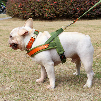 bouledogue francais blanc dans un parc avec son harnais chien anti traction vert