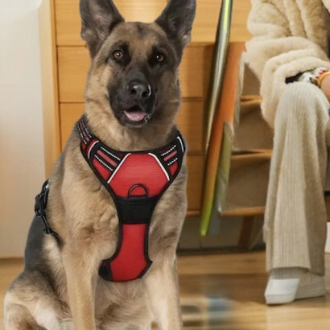 harnais-chien-anti-traction-berger