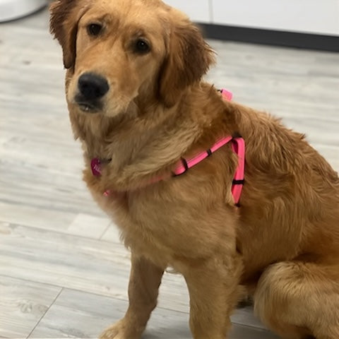 harnais-chien-anti-traction-couleur-rose