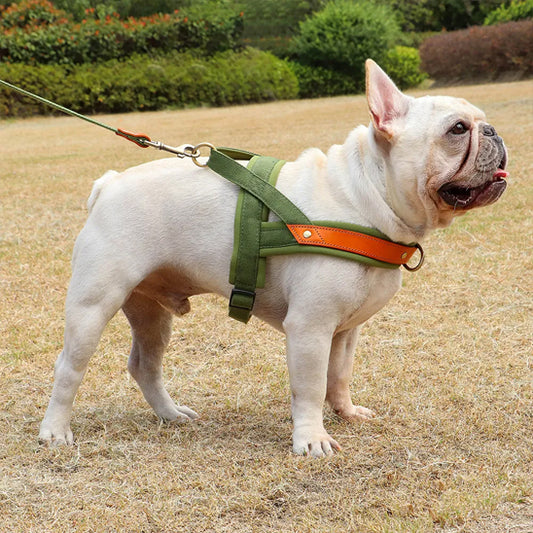 bouledogue-francais-blanc-avec-harnais-chien-anti-traction