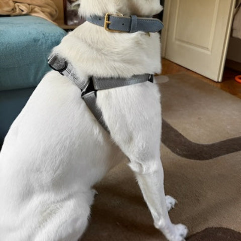 harnais-chien-anti-traction-solidite