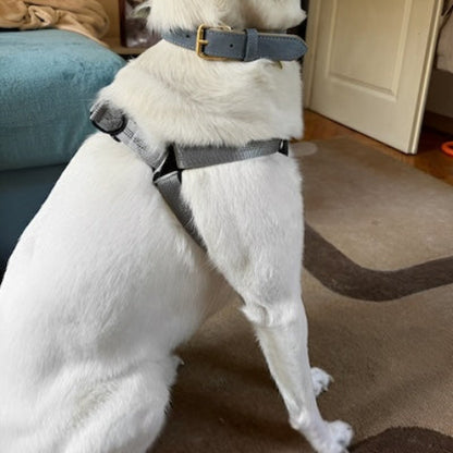 harnais-chien-anti-traction-solidite