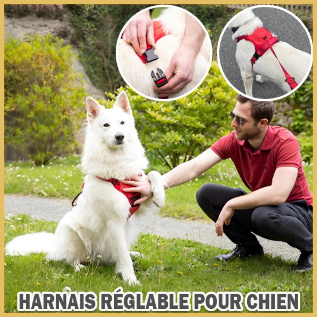 Harnais chien avec laisse intégrée - Pitou a Tout