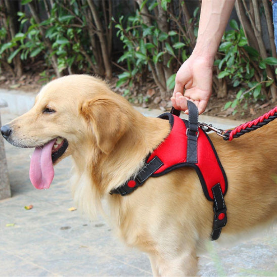 golden-qui-est-maintenu-par-la-sangle-de-son-harnais-chien