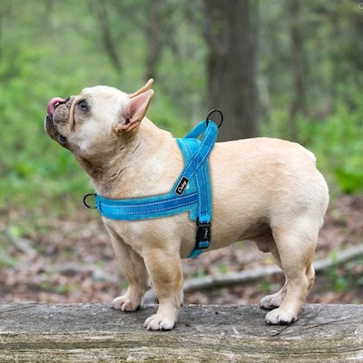 harnais-chien-heureux