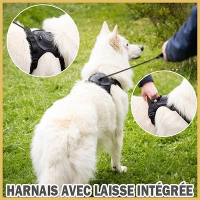 Harnais chien laisse intégrée - Pitou a Tout