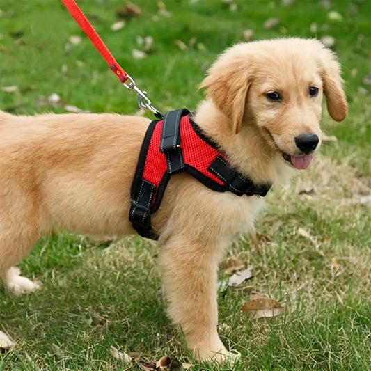 jeune-chien-en-balade-dans-la-feret-avec-son-harnais-chien