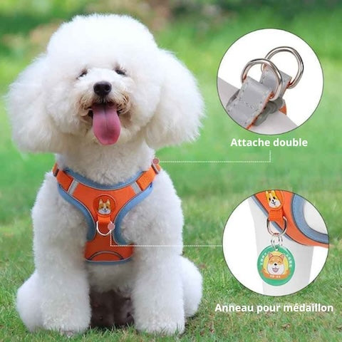 caniche avec sont harnais petit chien et les anneaux de securite