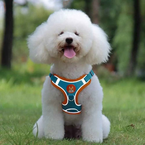petit caniche blanc dans son harnais petit chien avec bandes reflechissantes
