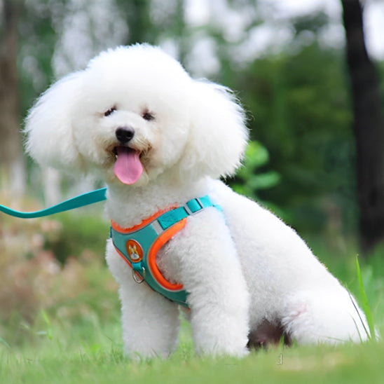 petit caniche en balade dans le parc qui porte son harnais petit chien bleu
