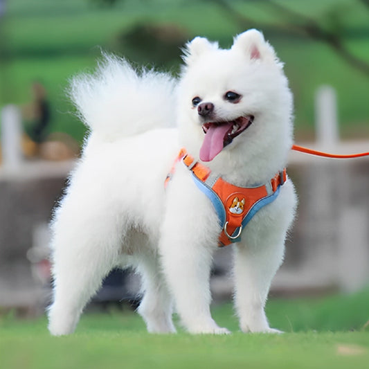 petit chien blanc en promenade dans son harnais petit chien orange