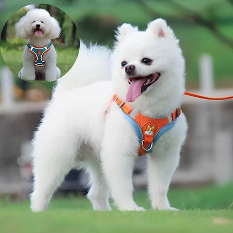 deux petits chiens blanc dans un parc et portant leur harnais petit chien 