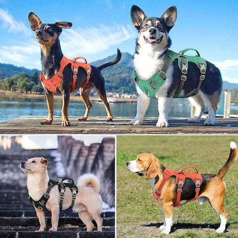 harnais pour chien justement adequat