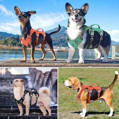harnais pour chien justement adequat