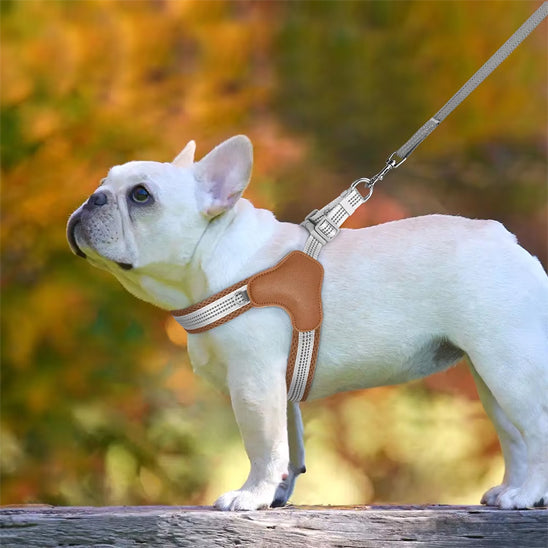 petit bulldog francais en promenade avec son harnais pour chien