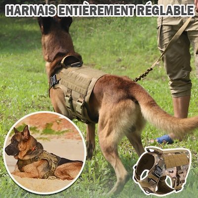 Harnais pour chien - Complet - Pitou a Tout