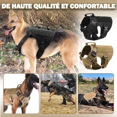 Harnais pour chien - Complet - Pitou a Tout