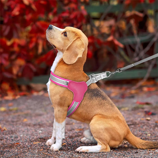 petit-beagle-en-foret-avec-son-harnais-pour-chien-rose