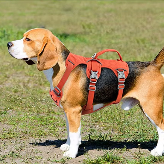 harnais pour chien orange tripple attaches