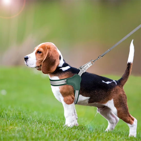 beagle en balade dans le parc avec son beau harnais pour chien vert