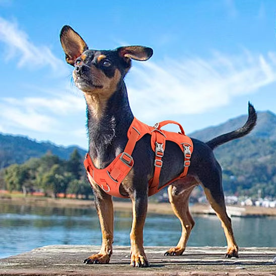 harnais pour chien tripple ajustement orange