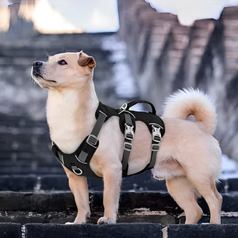 petit chien en balade urbaine avec son nouveau harnais pour chien noir