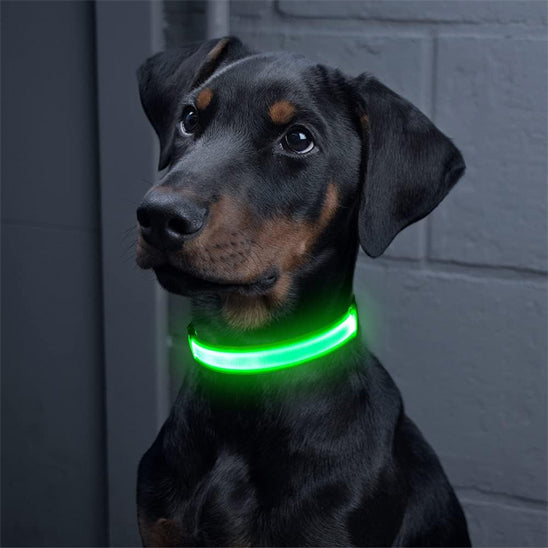 jeune dobermann qui est pres pour une balade nocturne avec son collier lumineux vert
