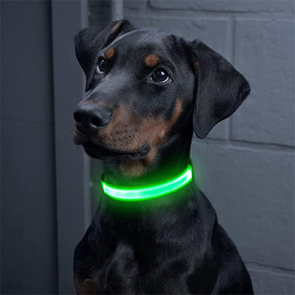 jeune dobermann qui est pres pour une balade nocturne avec son collier lumineux vert