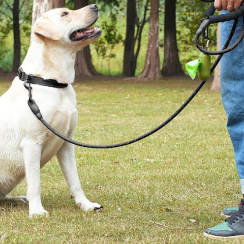 labrador blond en attente de commandements maintenu par la longe pour chien