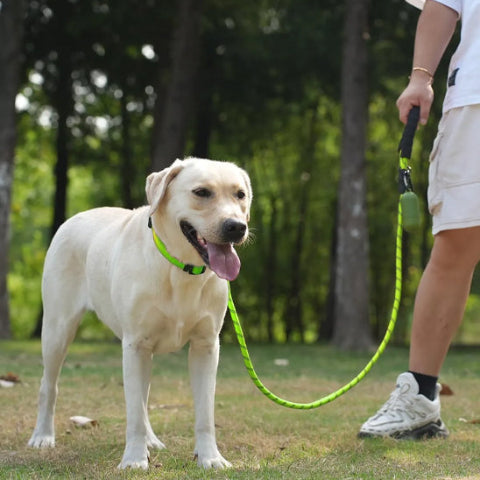 labrador blond en balade dans le parc avec sa longe pour chien verte