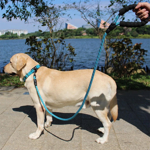 labrador blond en balade pres d un lac avec sa longe pour chien bleu