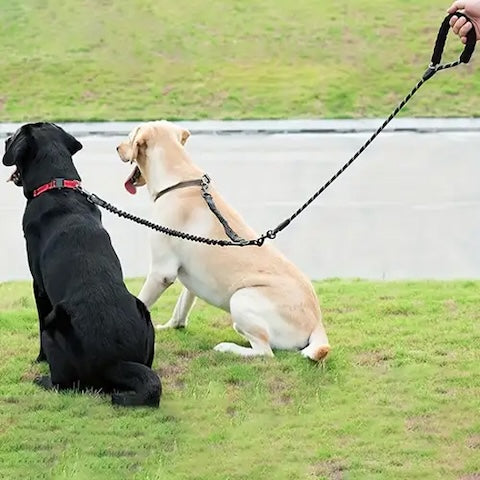 labrador blond et noir tenu par leur longe pour chien double