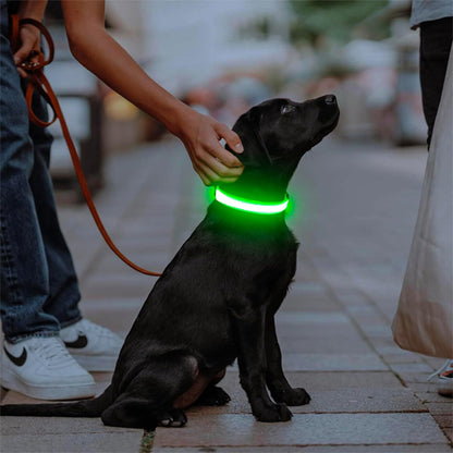 labrador noir en balade avec son maitre  et montre son nouveau collier lumineux chien