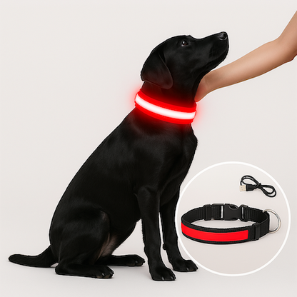 Collier lumineux Chien | Beacon™