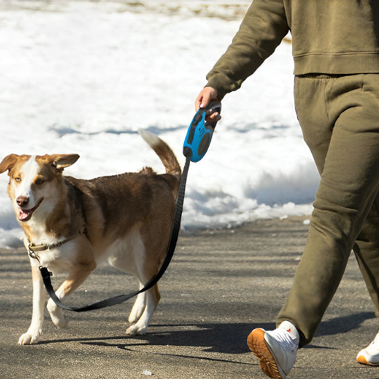 randonnee-exterieur-agreable-avec-compagnon-avec-laisse-chien
